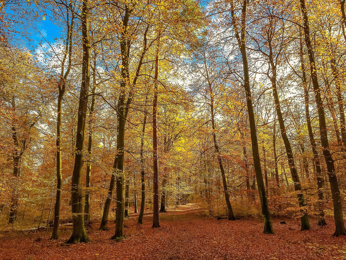 Goldener Wald