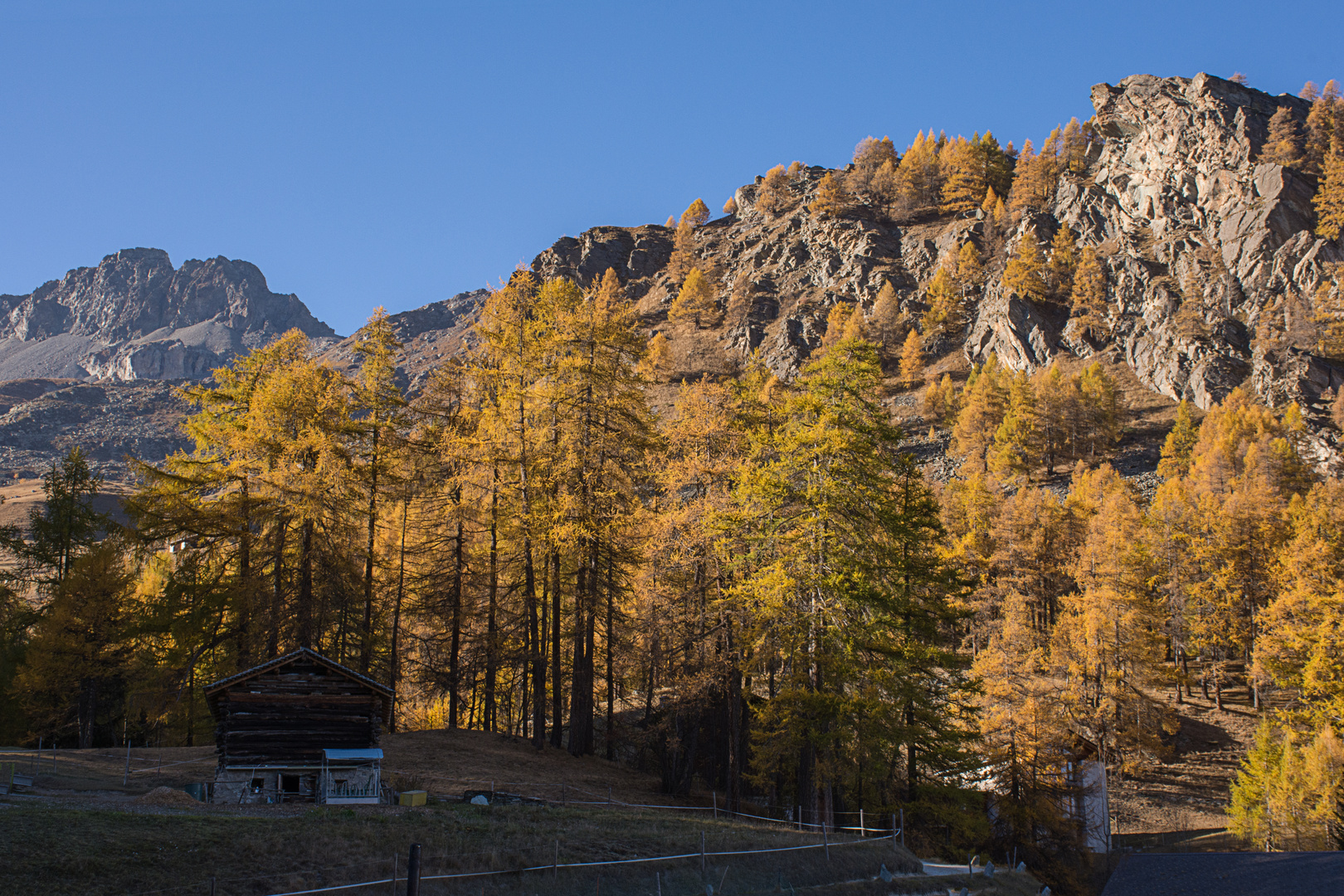  Goldener Wald