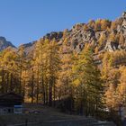  Goldener Wald