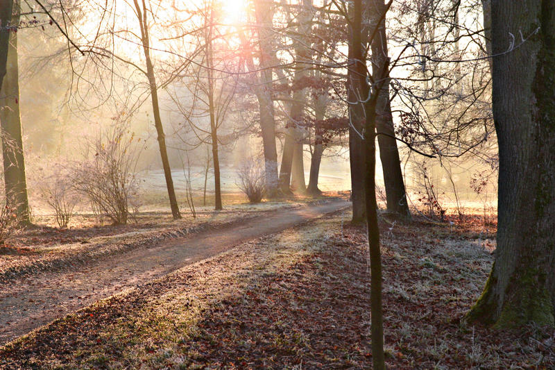 Goldener Wald