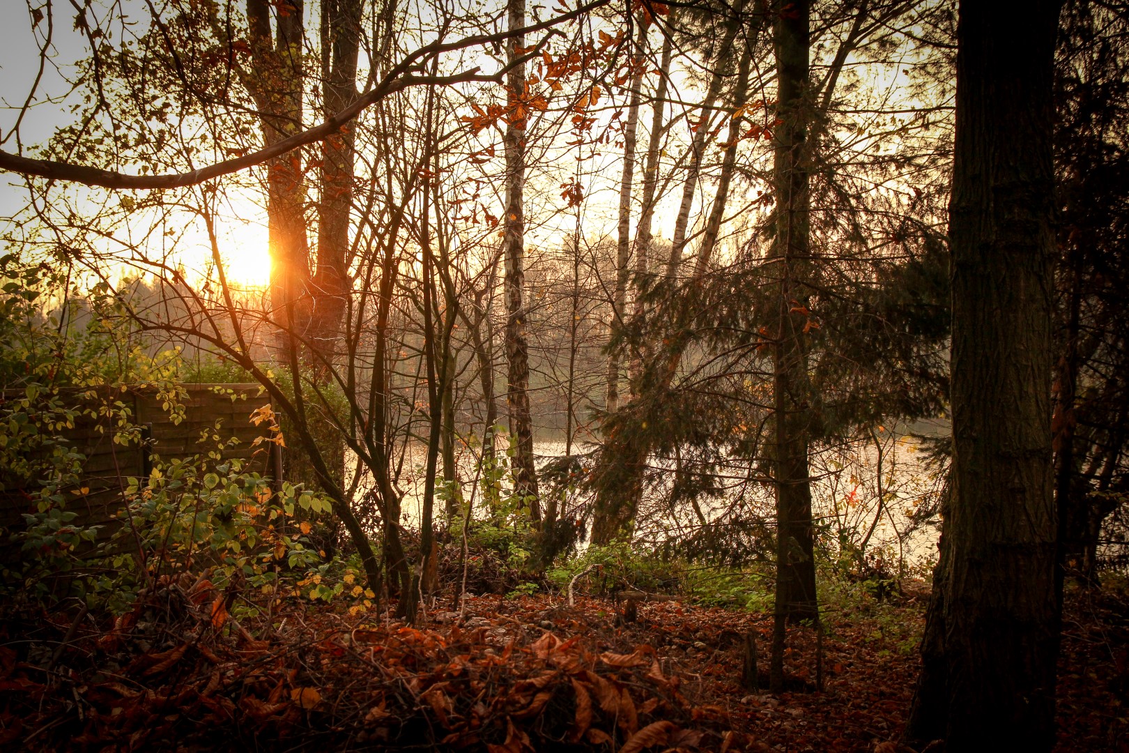 Goldener Wald