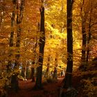 Goldener Wald