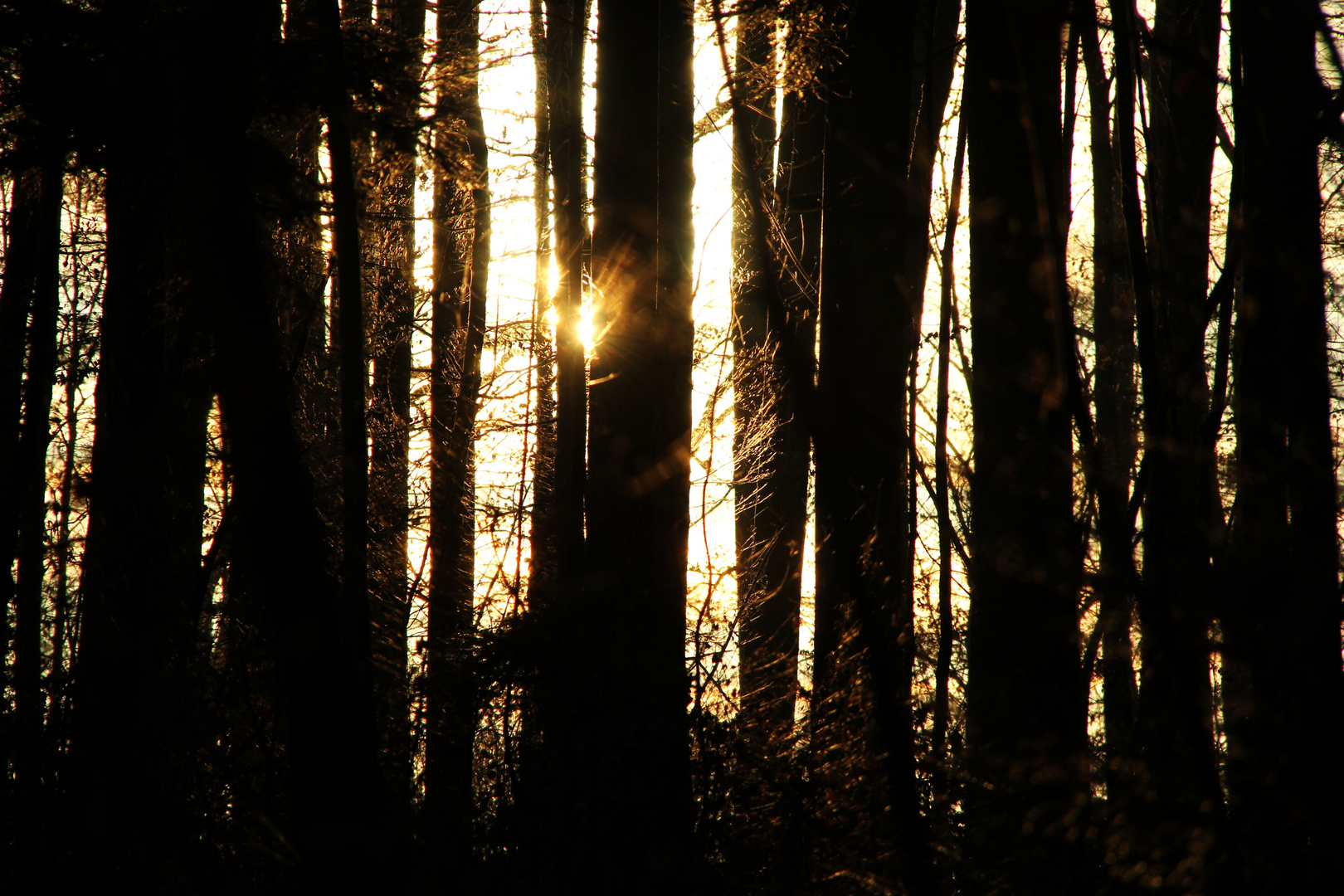 Goldener Wald