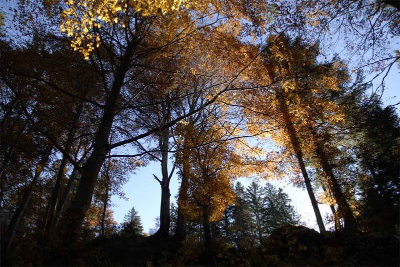 Goldener Wald