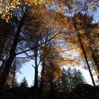 Goldener Wald