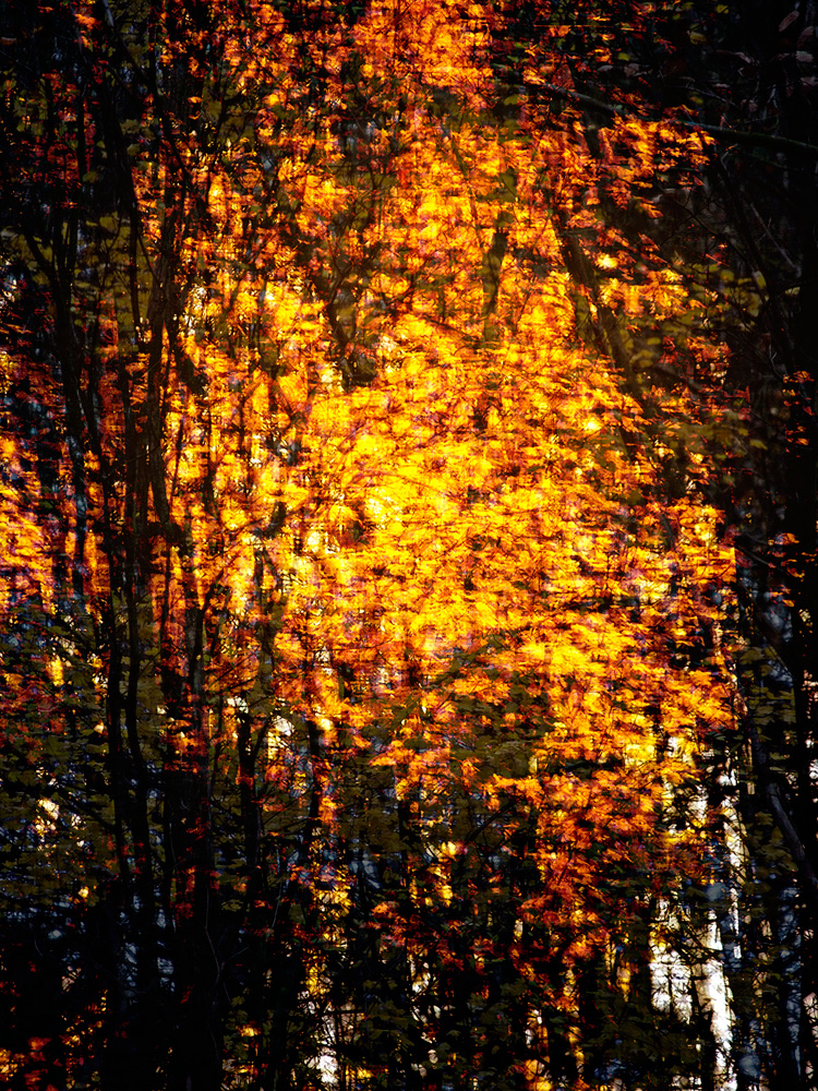 Goldener Wald