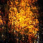 Goldener Wald