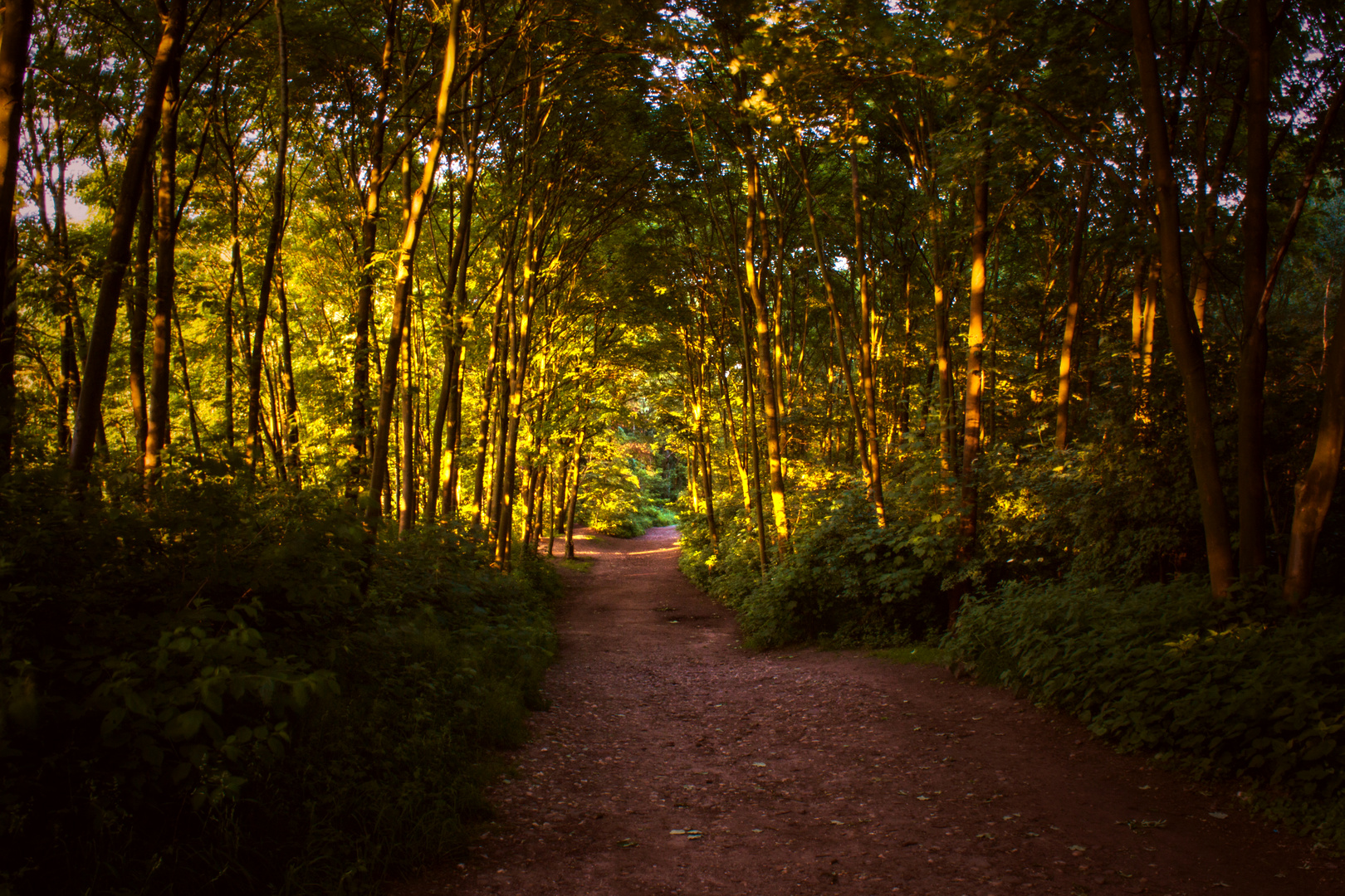 Goldener Wald