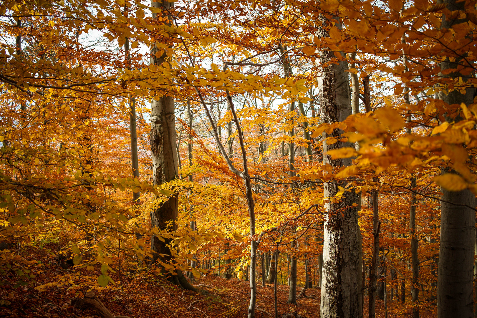 Goldener Wald I