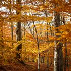 Goldener Wald I