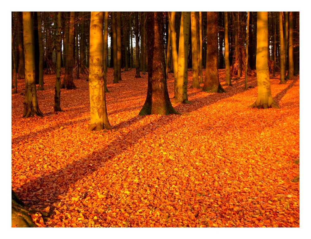 Goldener Wald im goldenen Oktober