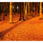 Goldener Wald im goldenen Oktober