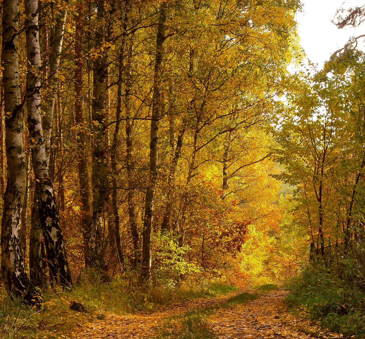 goldener Waldbesuch