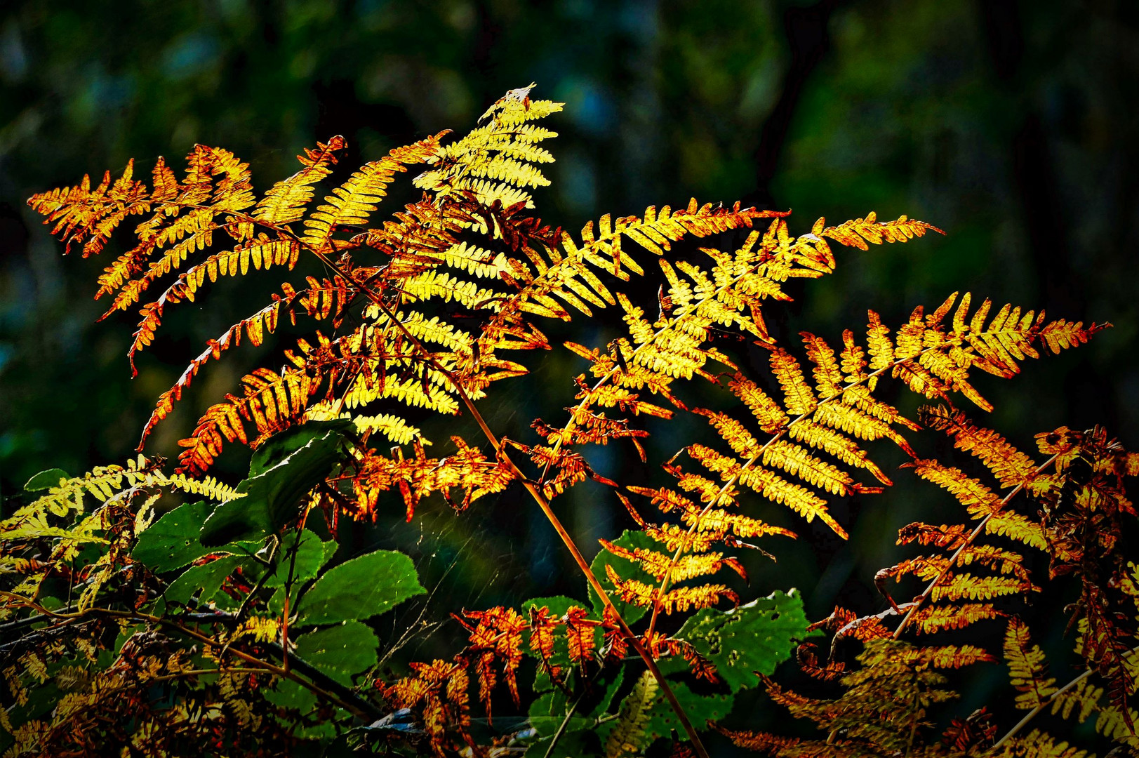 Goldener Waldfarn