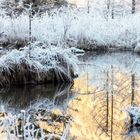 Goldener Weiher