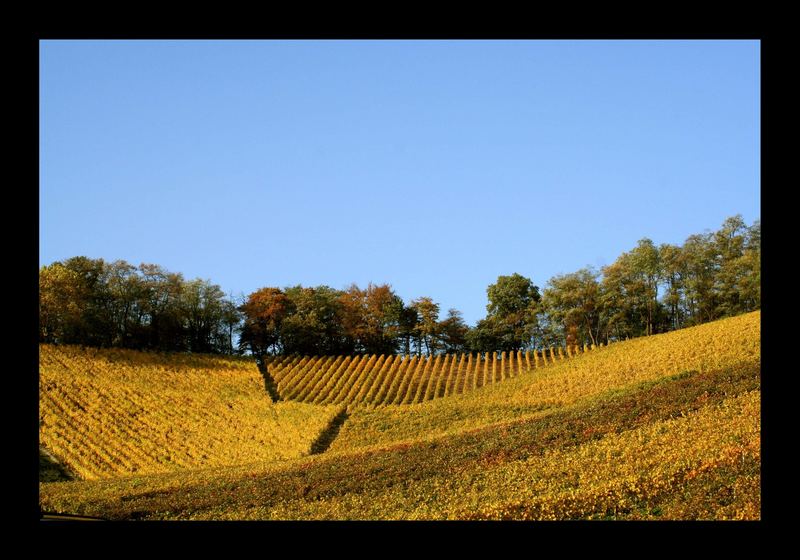 goldener Wein