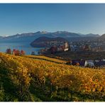 Goldener Wein aus Spiez