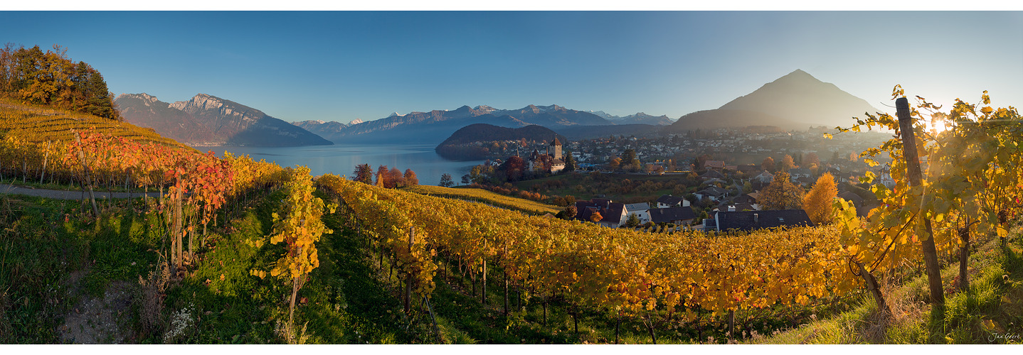 Goldener Wein aus Spiez