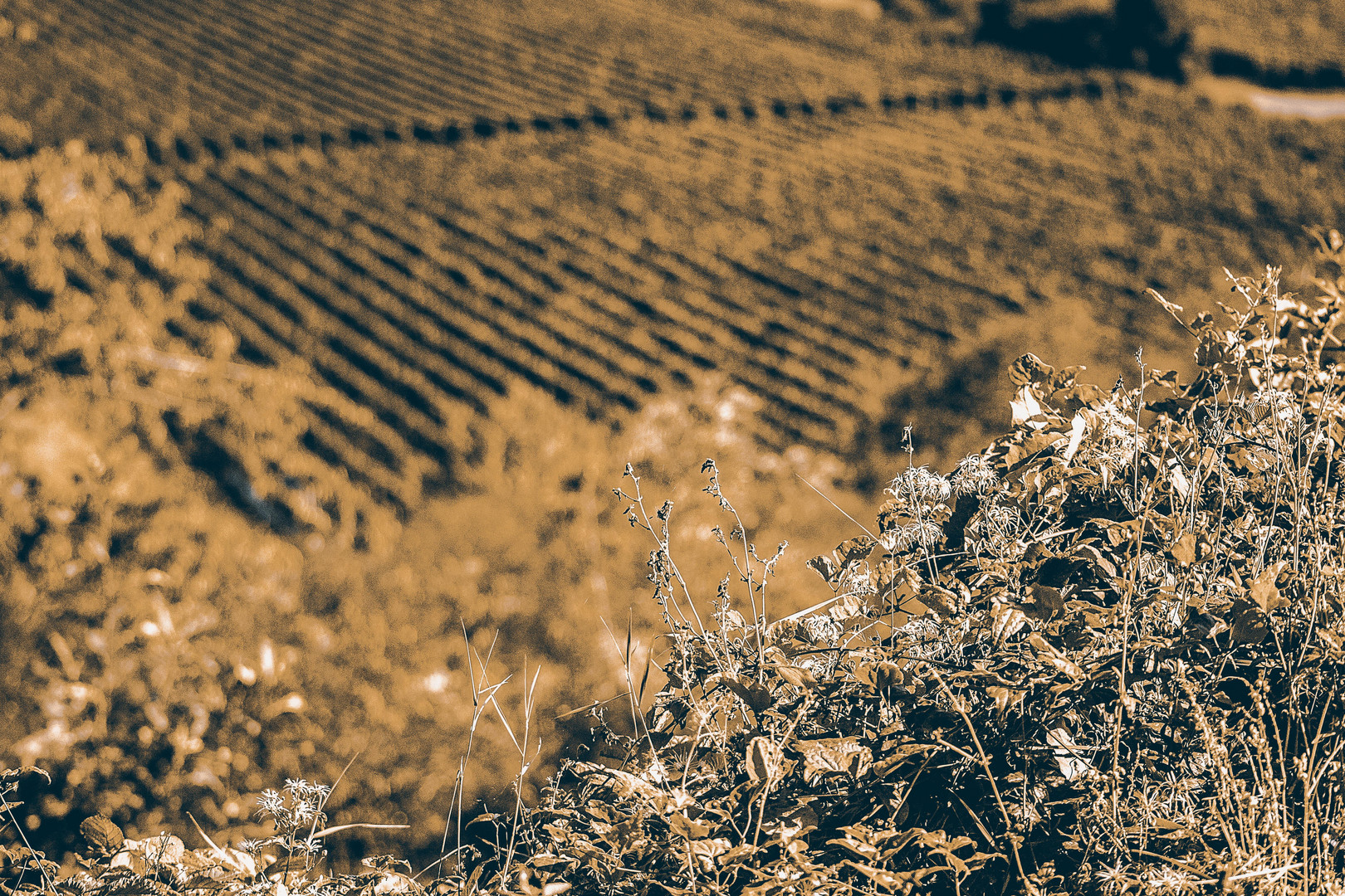 Goldener Weinbau