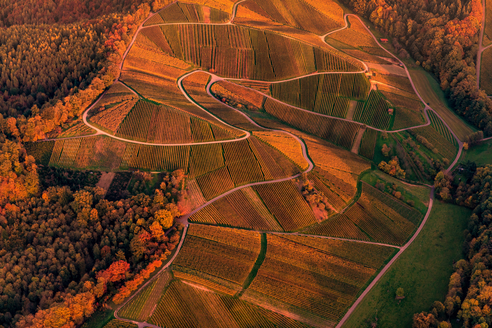 Goldener Weinberg 