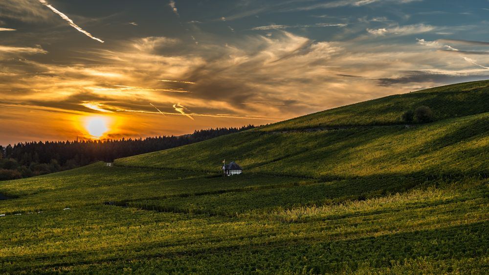 Goldener Weinberg