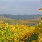 Goldener Weinberg