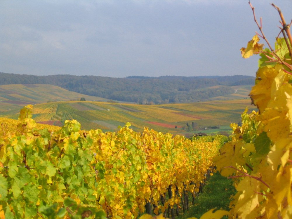 Goldener Weinberg