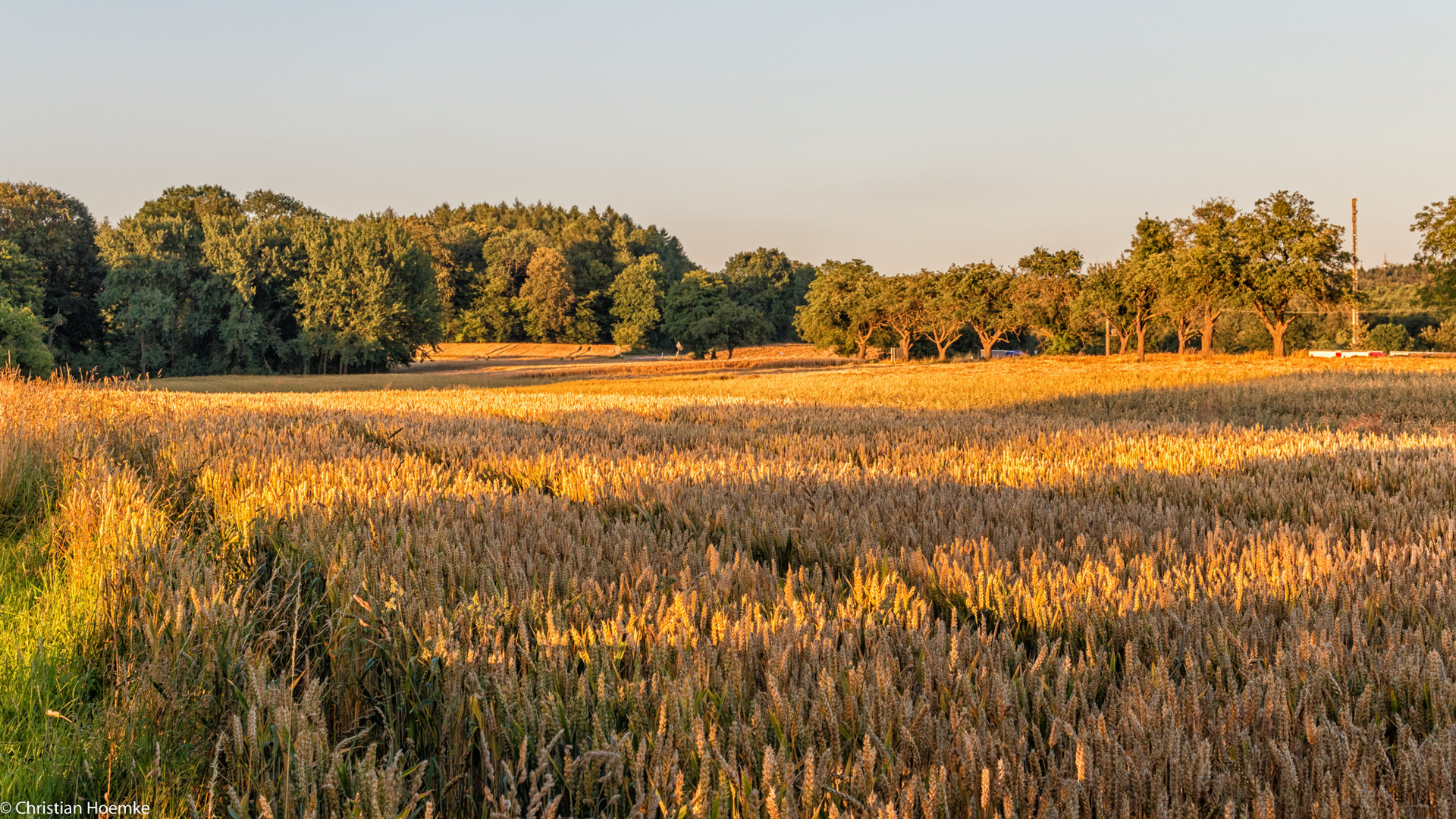 Goldener Weizen