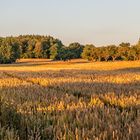 Goldener Weizen