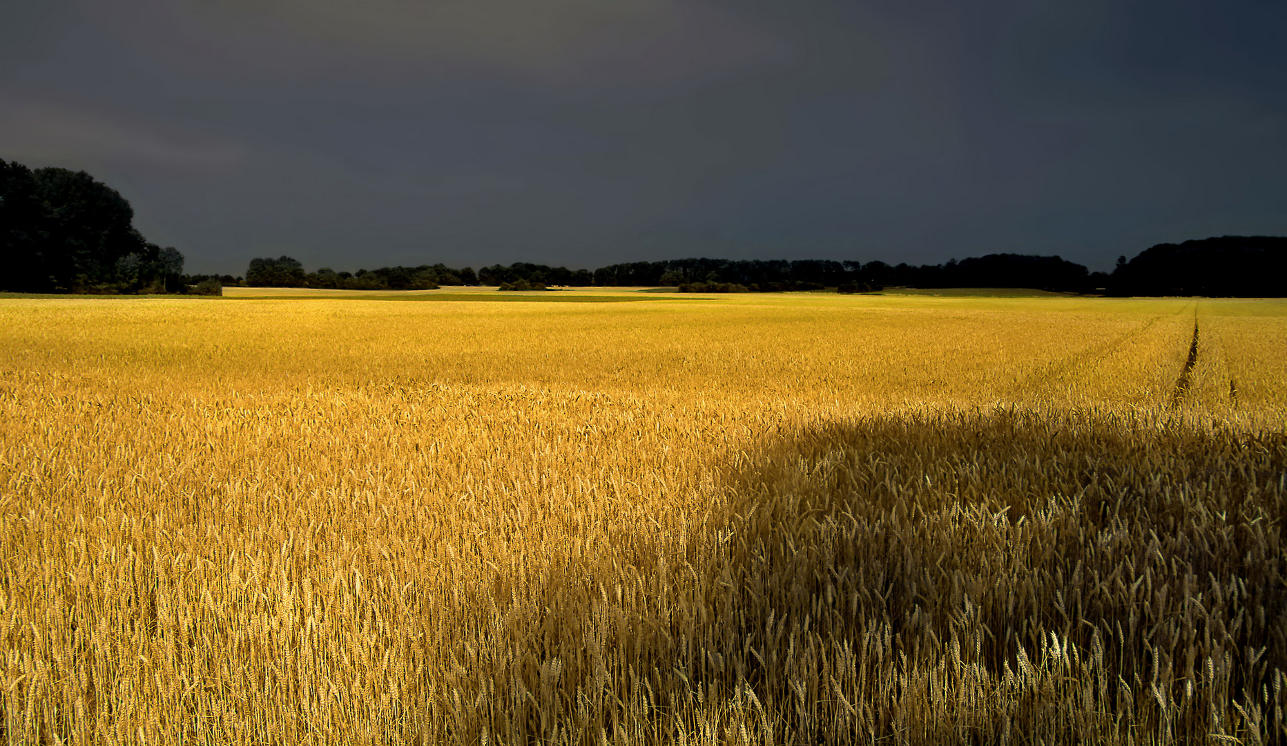 Goldener Weizen