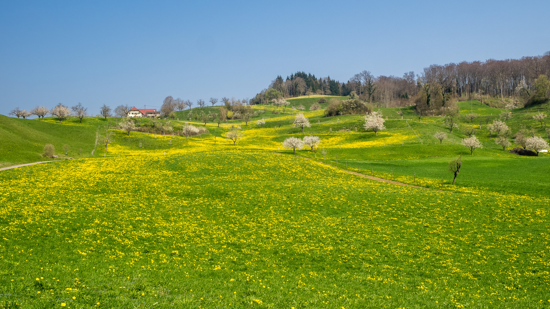 Goldener Wiesenteppich