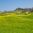 Goldener Wiesenteppich