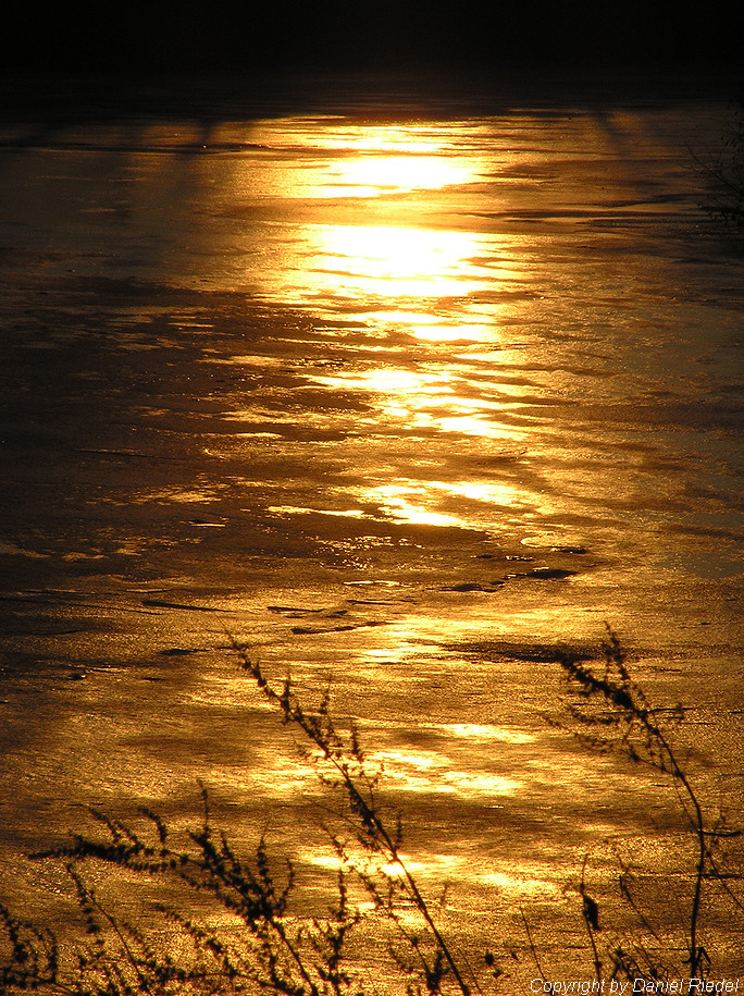 Goldener Winter