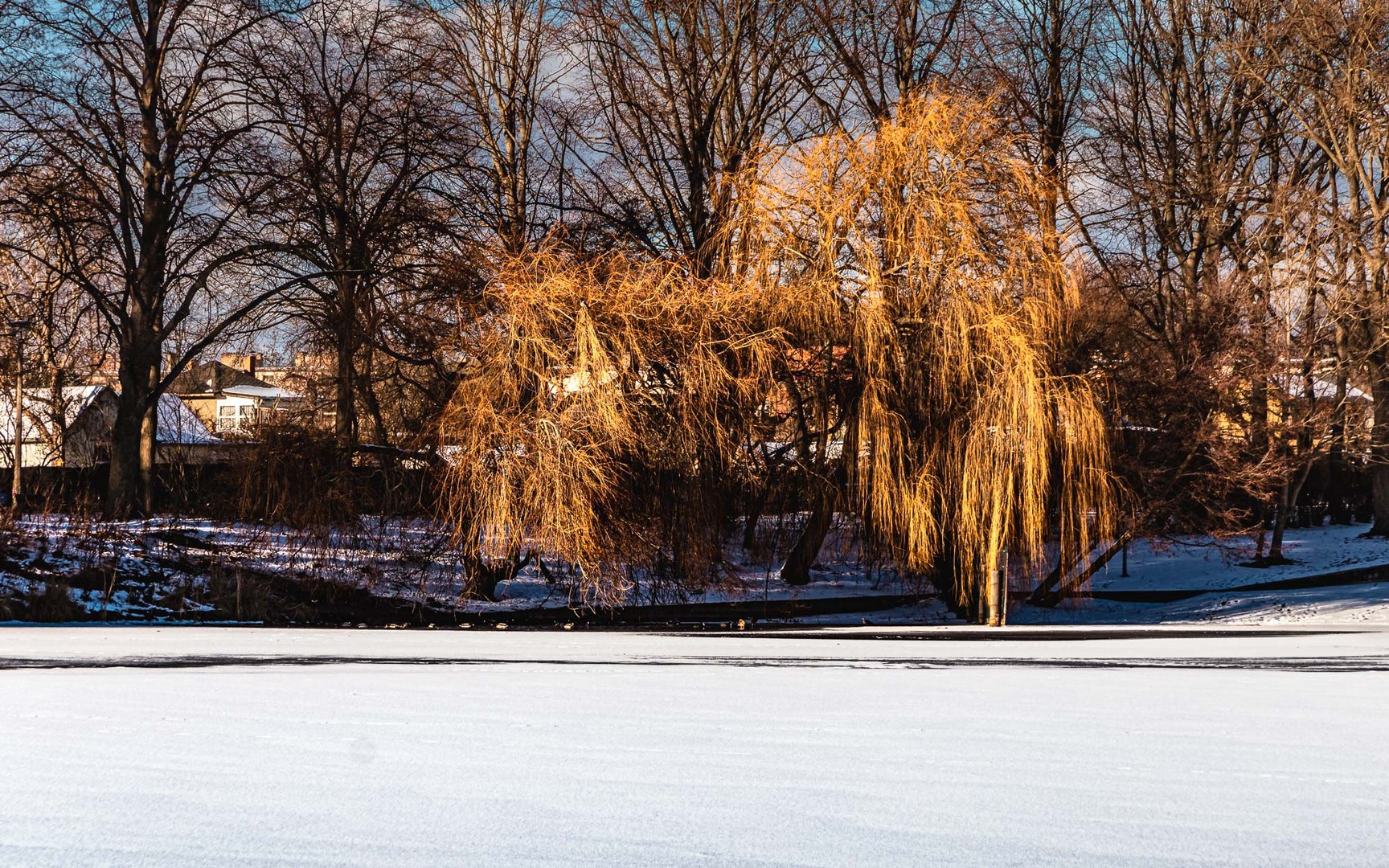 Goldener Winter