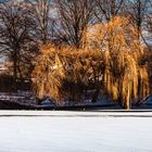 Goldener Winter