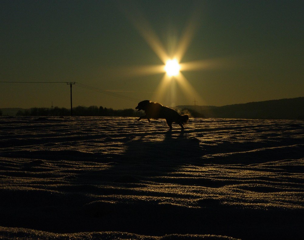 Goldener Winter