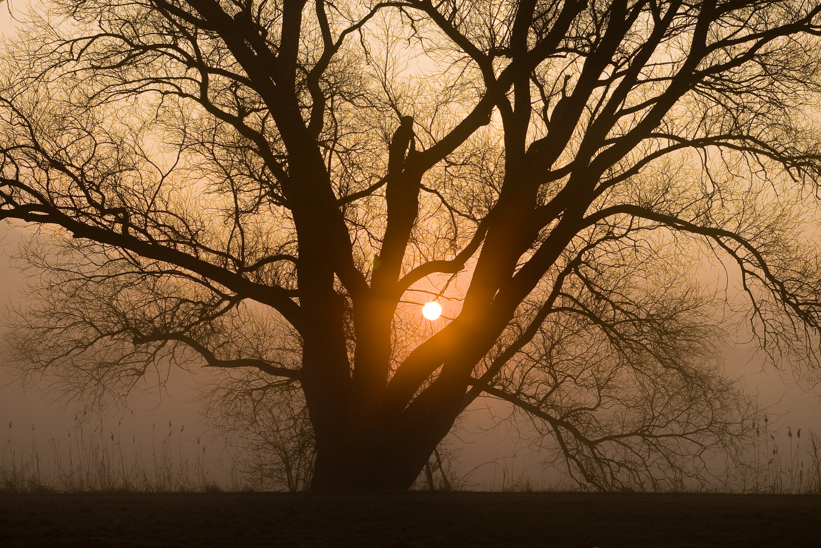 Goldener Wintermorgen