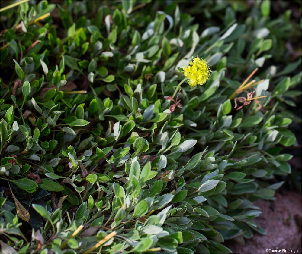 Goldener Wollknöterich (Eriogonum flavum)