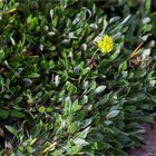 Goldener Wollknöterich (Eriogonum flavum)