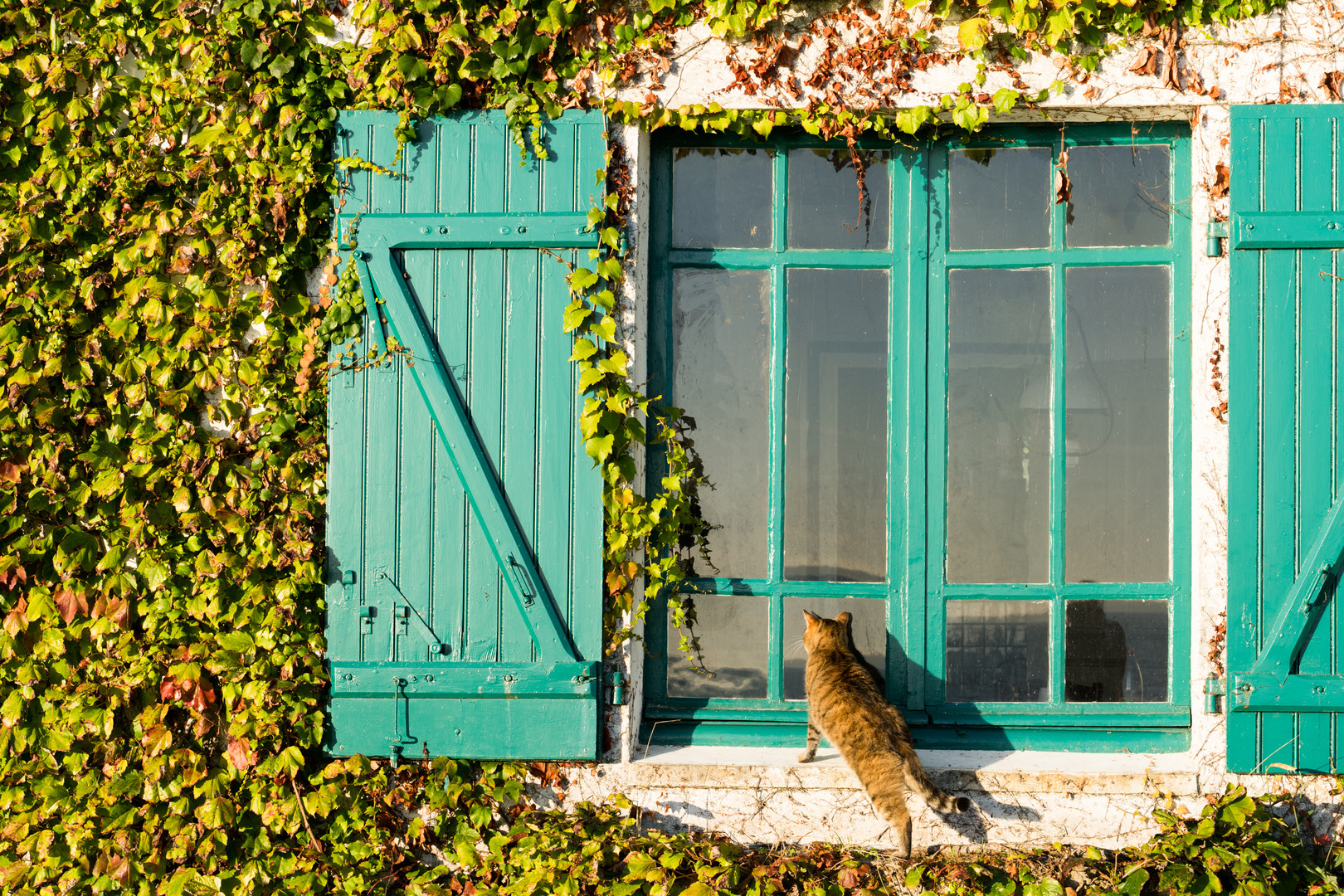 GoldenerHerbstMitKatze