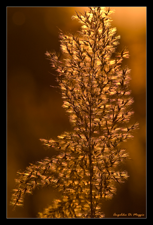 Goldenes Abendlicht