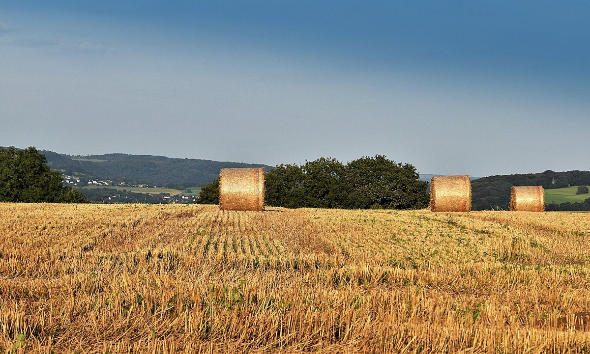 ... Goldenes Ackerland ...