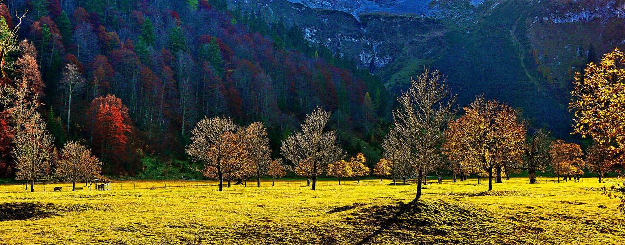 Goldenes  Ahornglühen