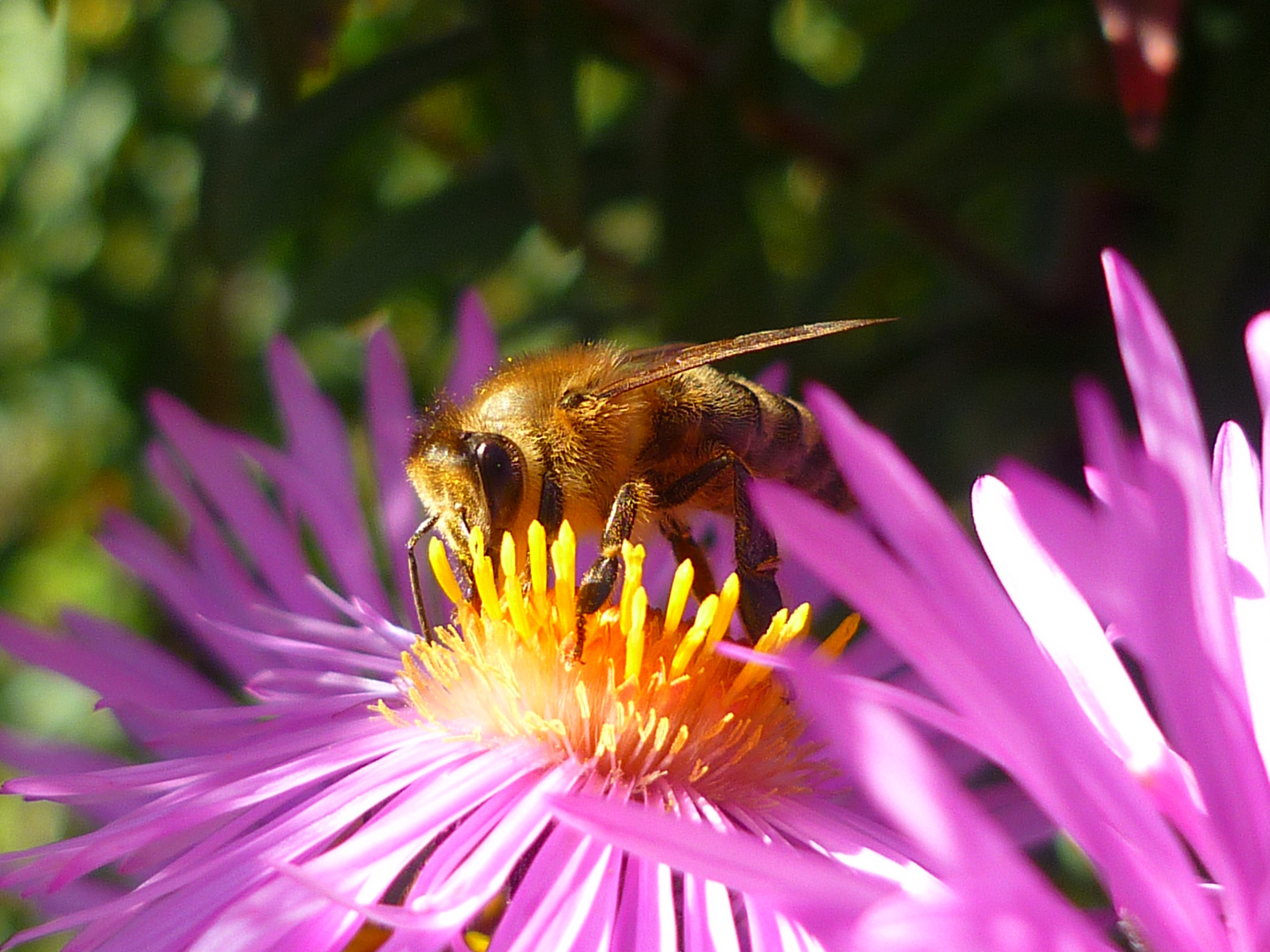 Goldenes Bienchen