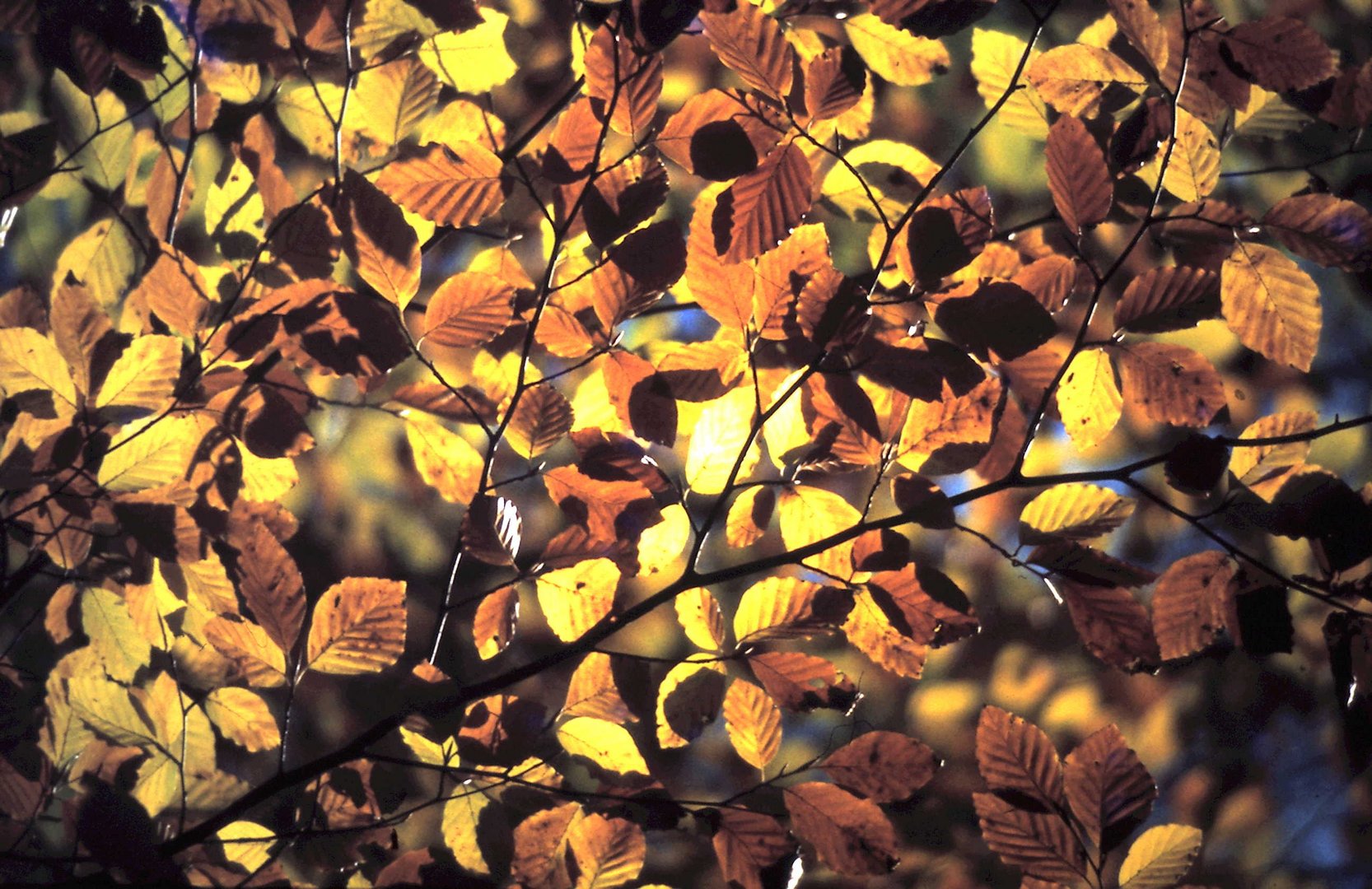 "goldenes" Blätterdach