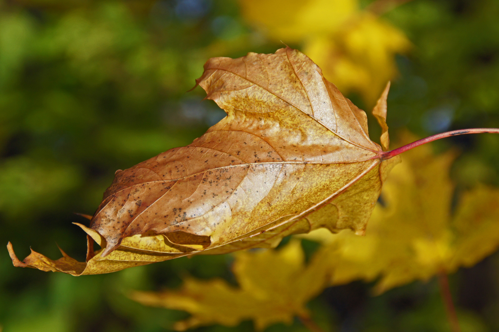 Goldenes Blatt