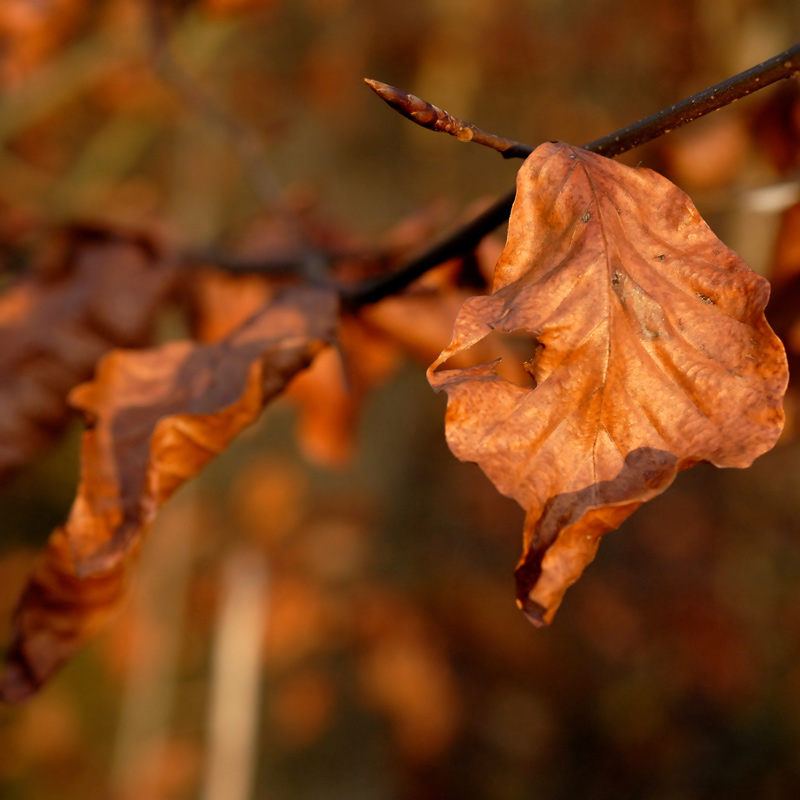 Goldenes Blatt