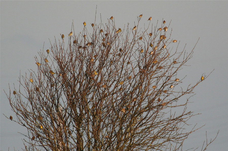 Goldenes Dezemberlaub