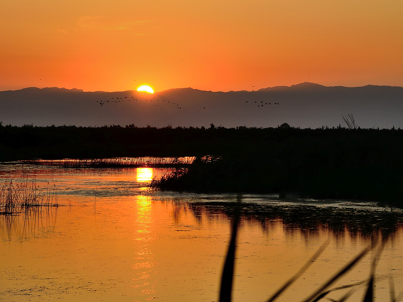 Goldenes Ebrodelta, Golden Ebro Delta, Delta del Ebre dorado,