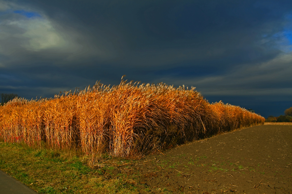 Goldenes Feld